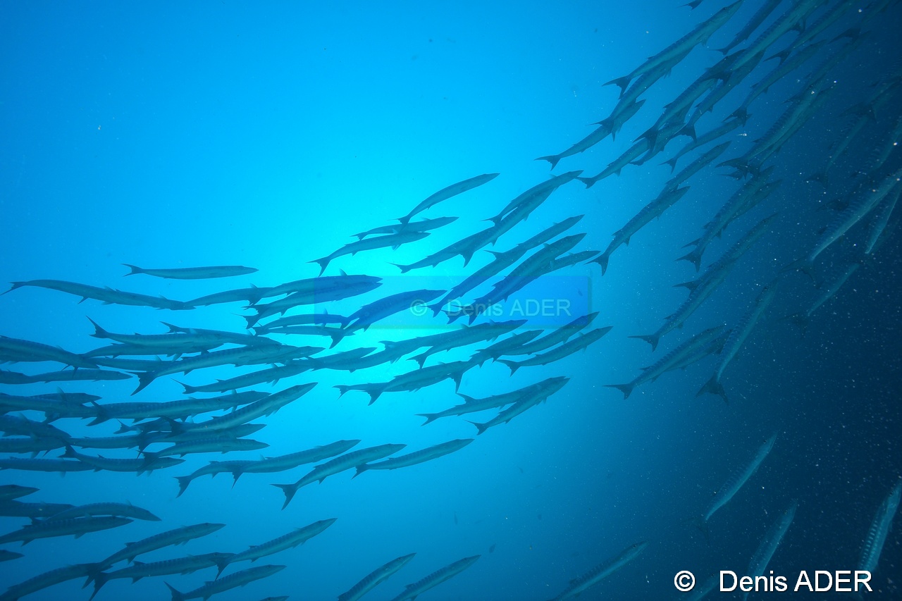 Sphyraena qenie Baracouda a nageoires noires-Moga Channel Balise-32m-20180529-Denis-ADER-DSC_1645_tn.jpg